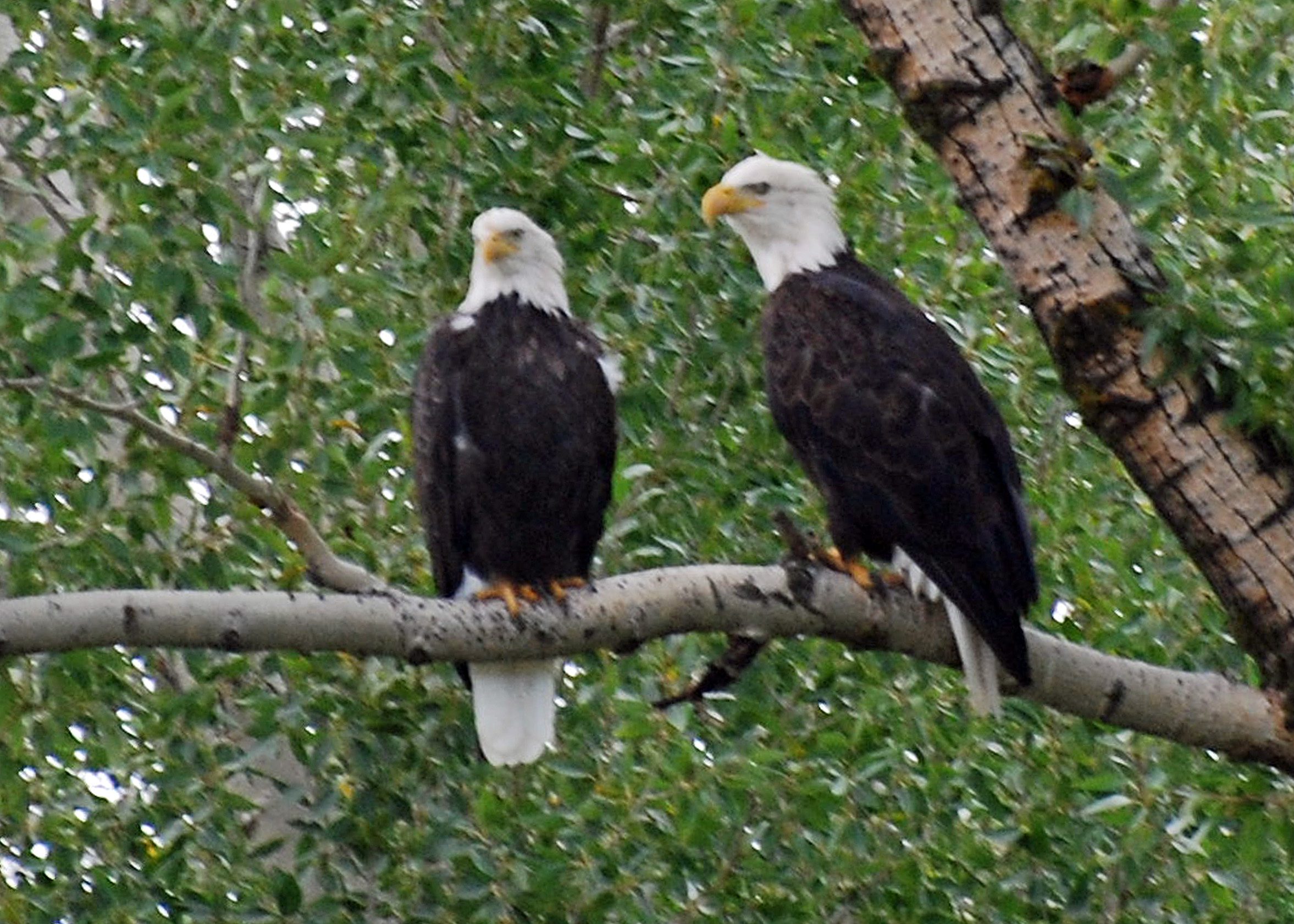 two-bald-eagles-focus-ranch-a-real-working-cattle-ranch-in-slater