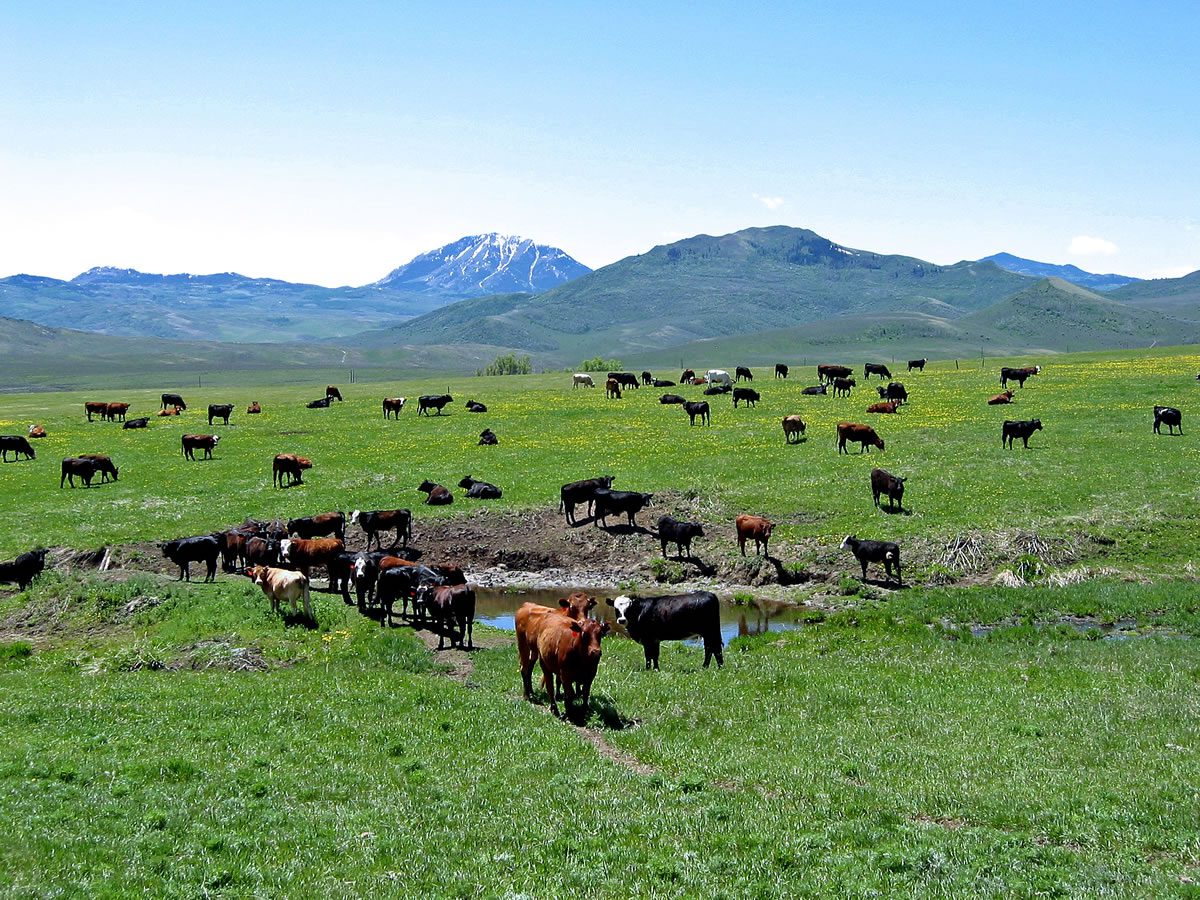 spring-time-and-cattle-focus-ranch-a-real-working-cattle-ranch-in